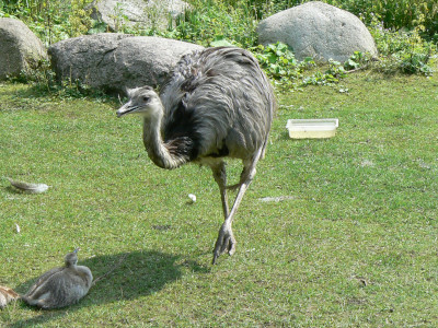 Imagem de uma ema com seu filhote do post do Blog das Aves