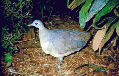 Imagem da ave inhambu-galinha do post do Blog das Aves