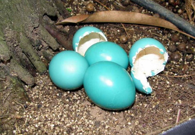 Imagem de ovos ave inhambu-Galinha do post do Blog das Aves