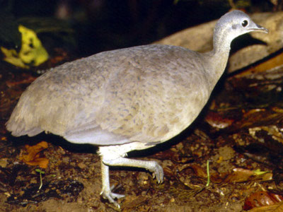 Imagem da ave inhambu-serra do post do Blog das Aves