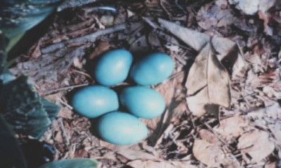 Imagem do ninho da ave macuco do post Blog das Aves