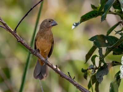 Imagem de destaque do Blog das Aves de um curió fêmea