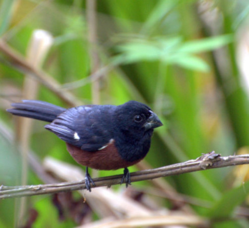 Imagem do post do Blog das Aves de um curió macho adulto.